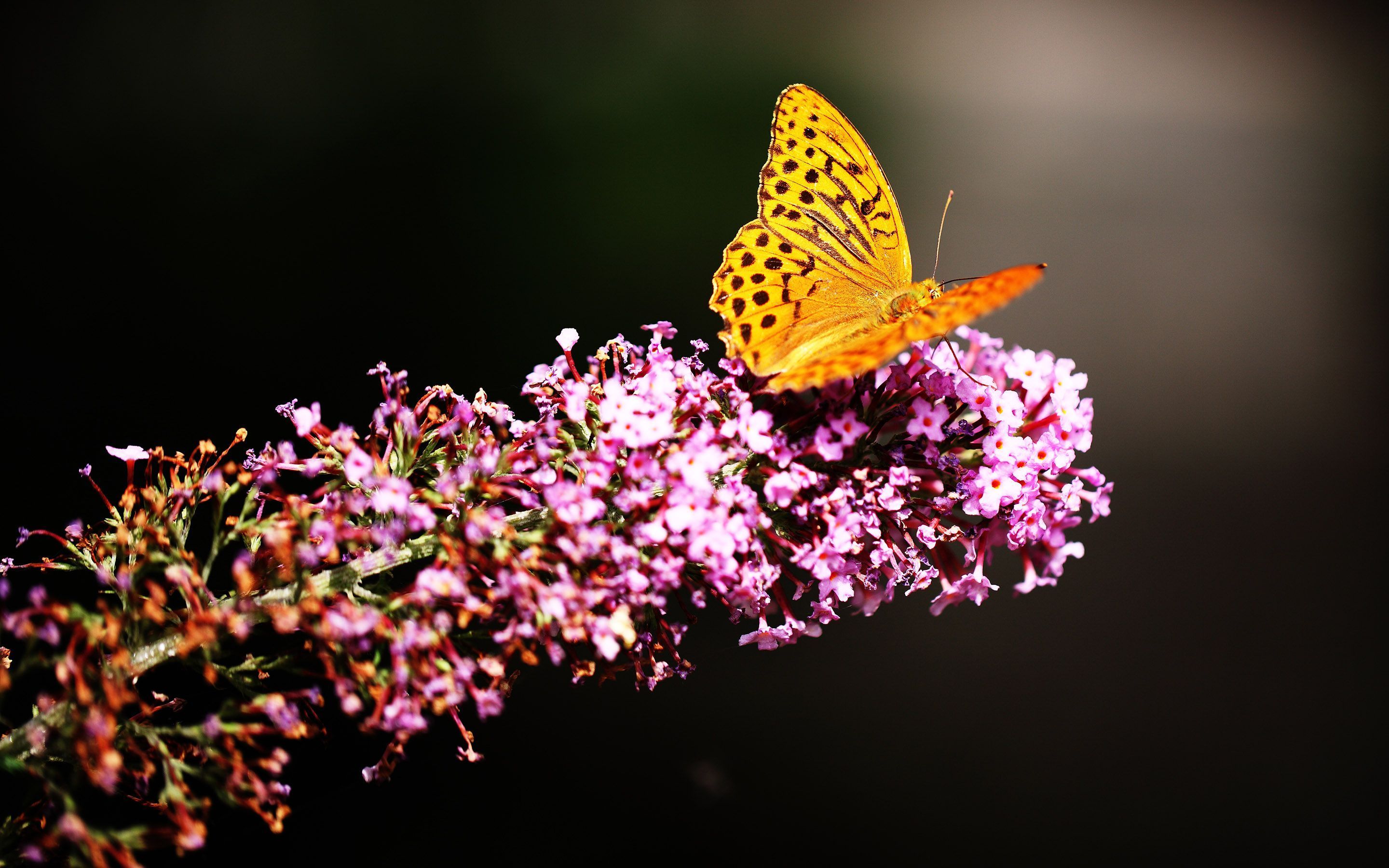Butterfly Photography Wallpaper On