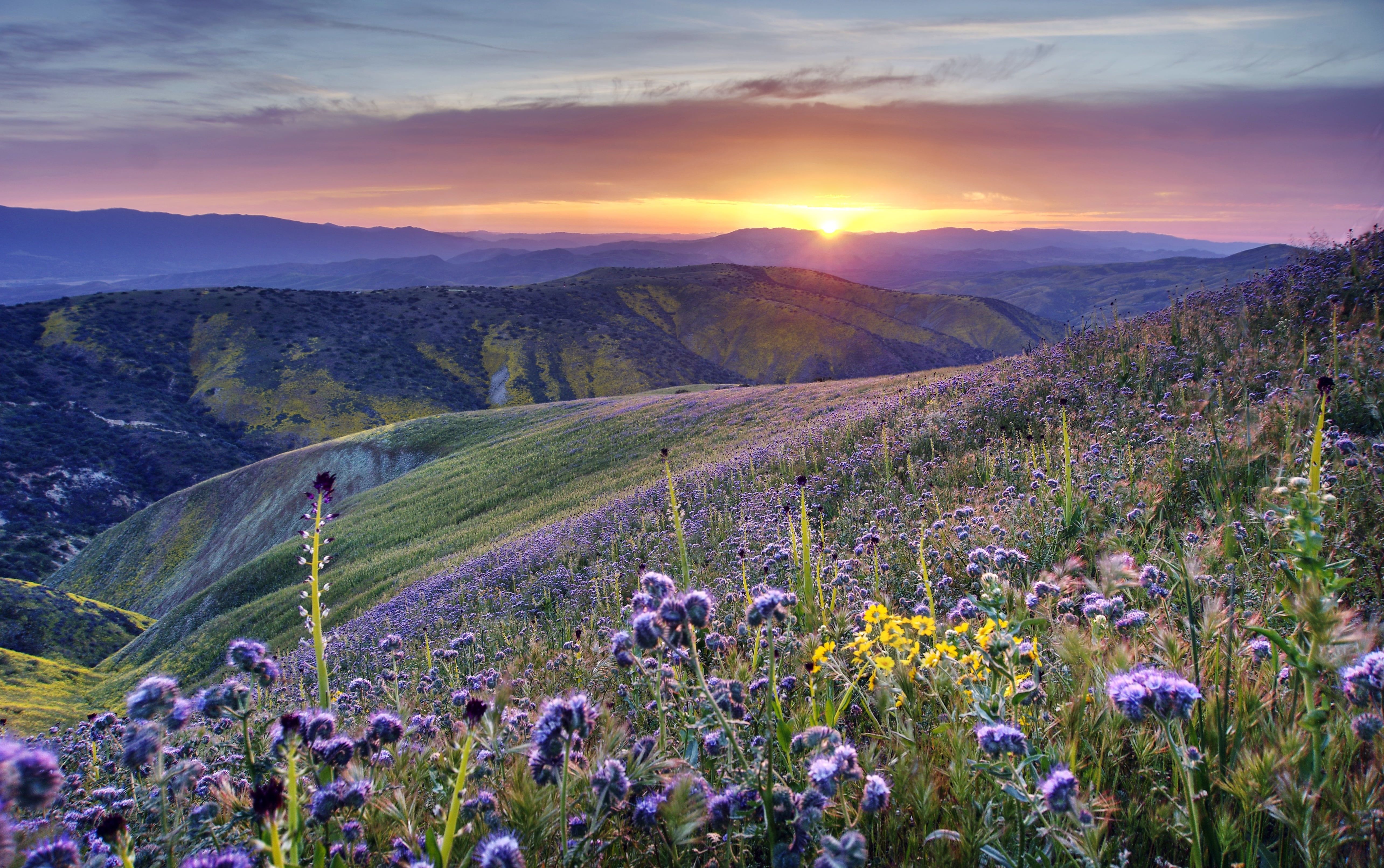 Spring Flower Field Wallpaper