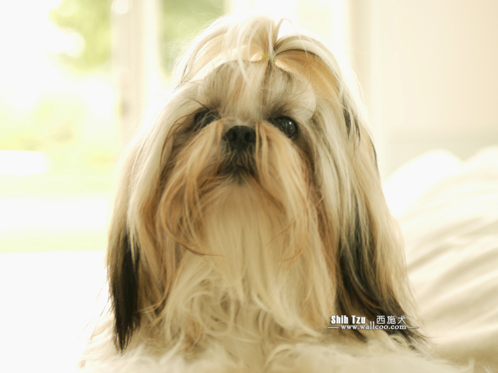 Shih Tzu Puppy Photos Dog Wallpaper No Desktop
