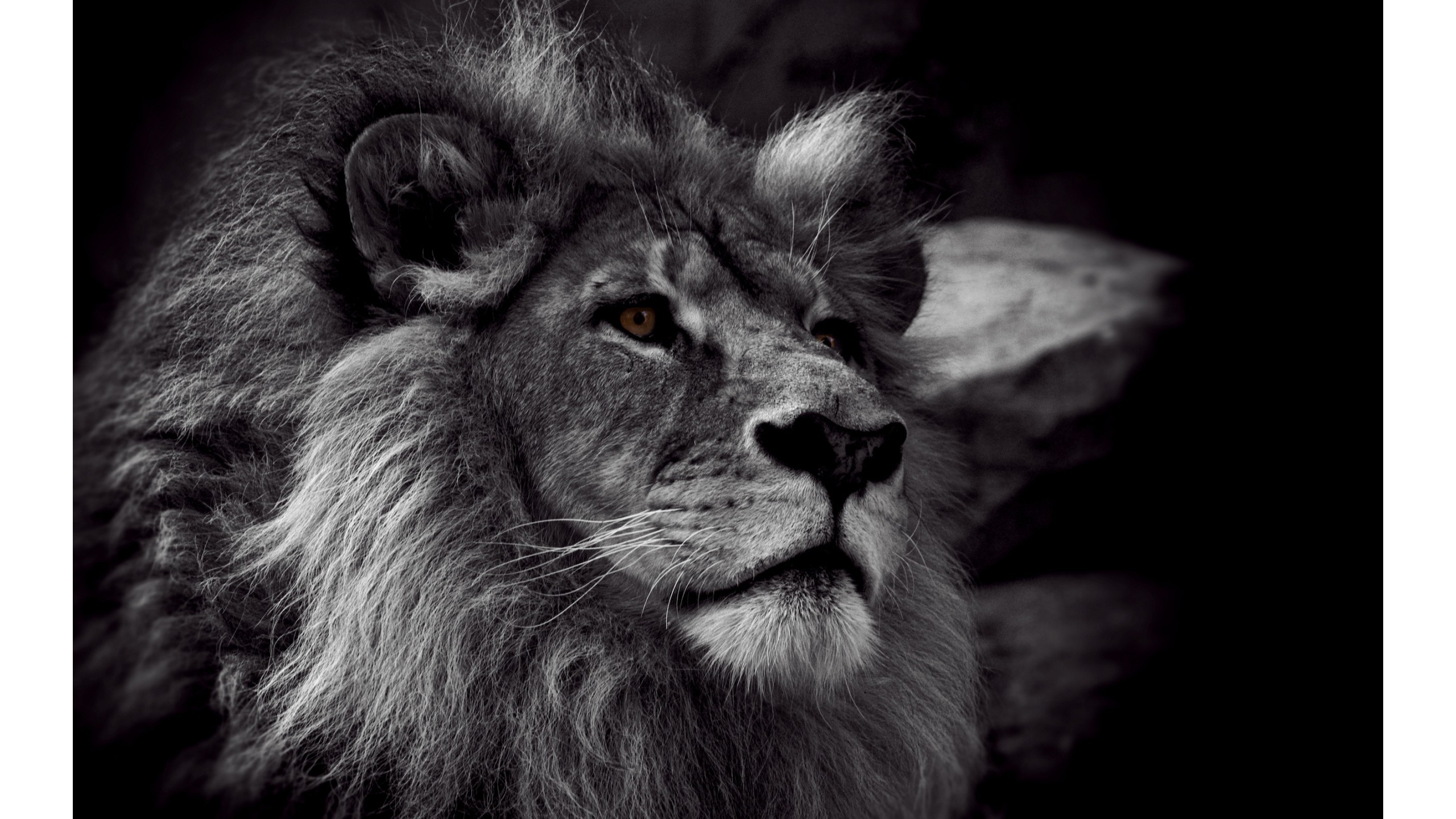 Lion Face Black And White HD Wallpaper Image Pictures Becuo