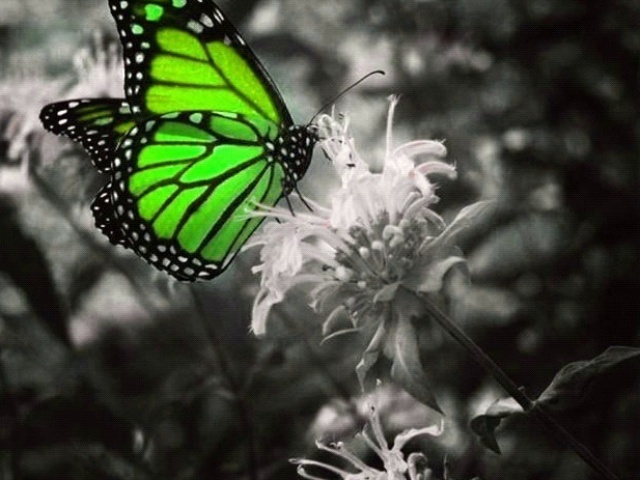 Green Butterfly Wallpaper Screensaver Pre Id