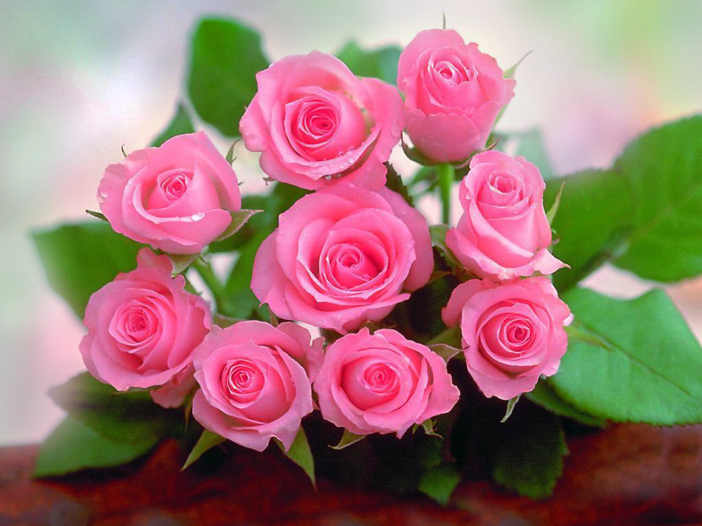 pink roses beautifully arranged have you ever gifted someone pink