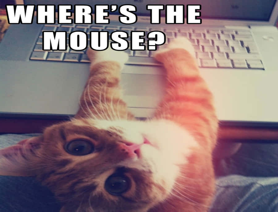 Cat Meme Picture Wallpaper