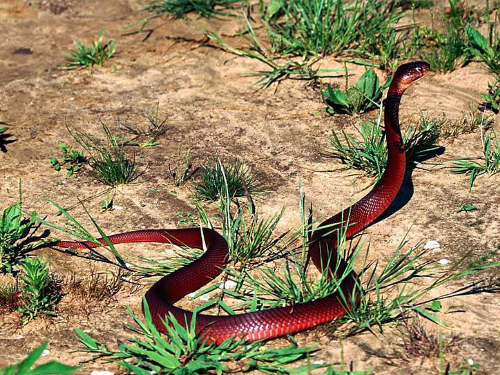 Red Cobra Snake Wallpaper Green