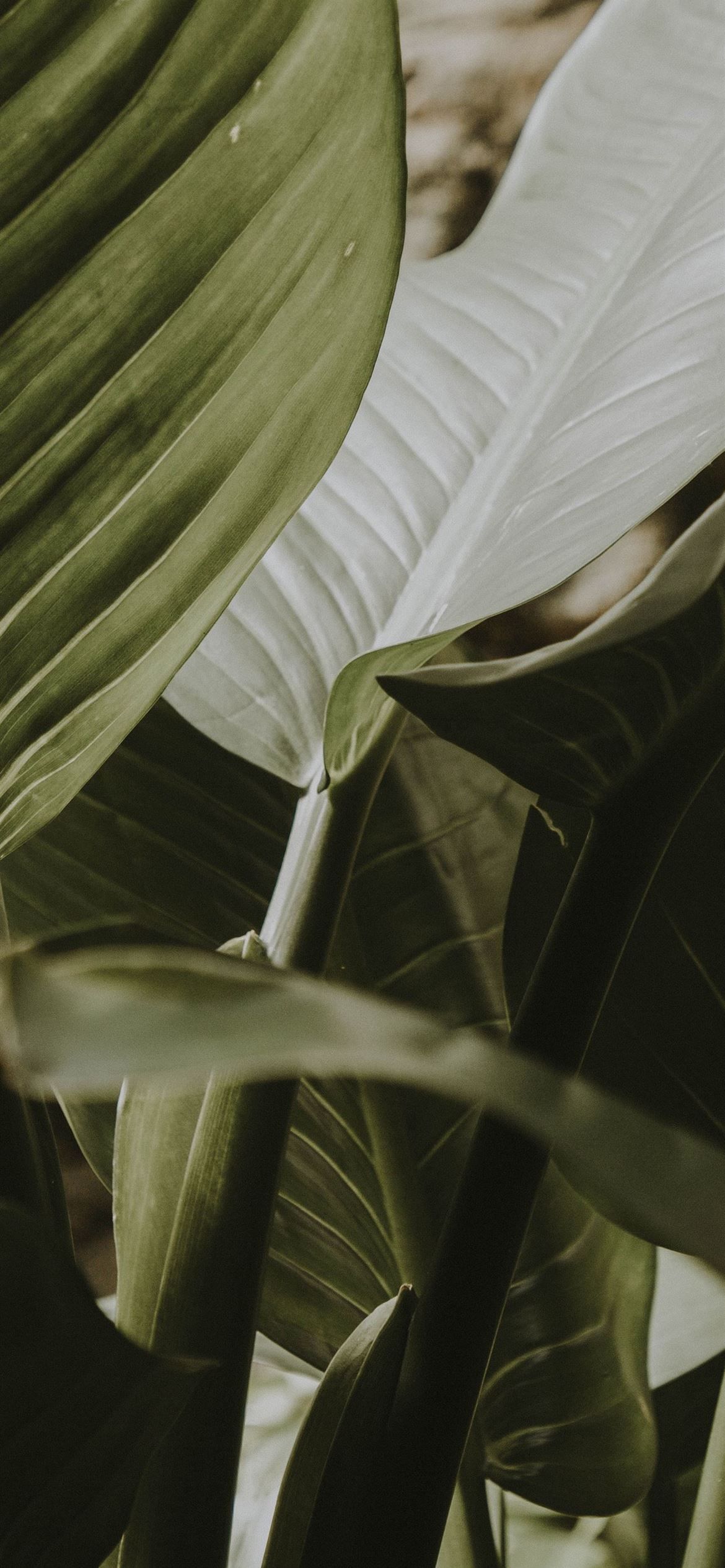 Plants Aesthetic Wallpaper