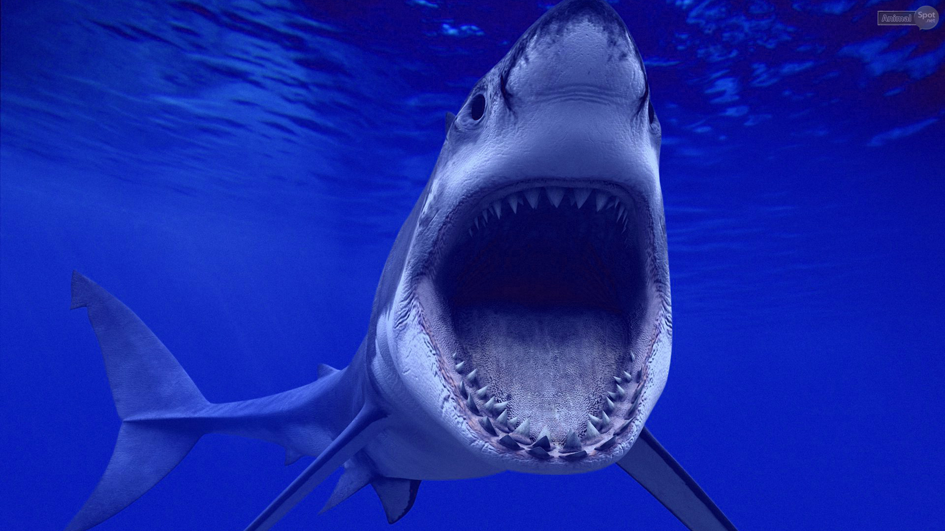 Great White Shark Wallpaper Hammer Head Live