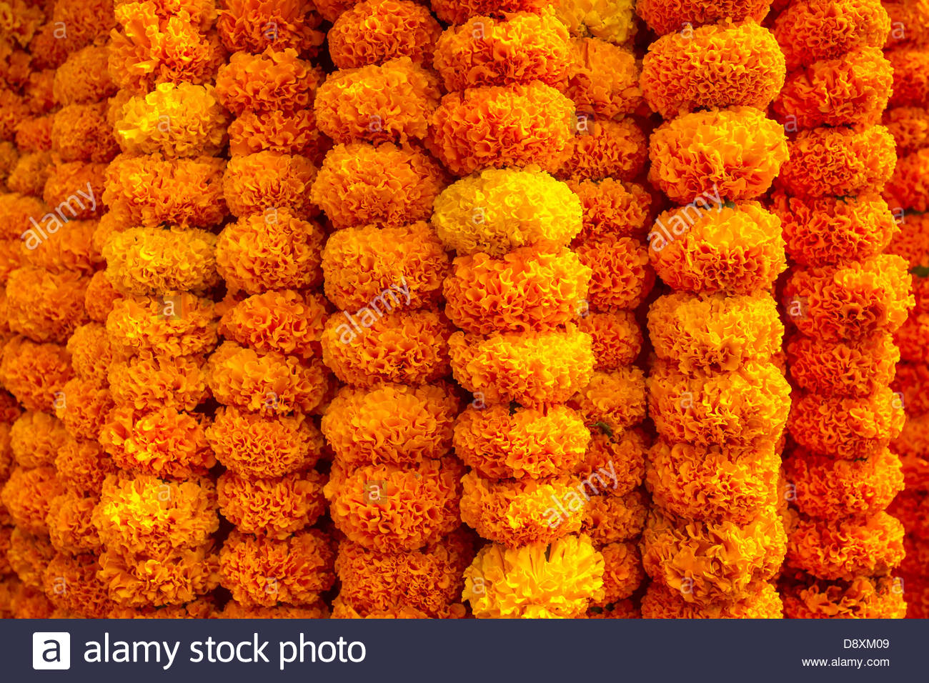 Marigold Flowers Garland Background Stock Photo