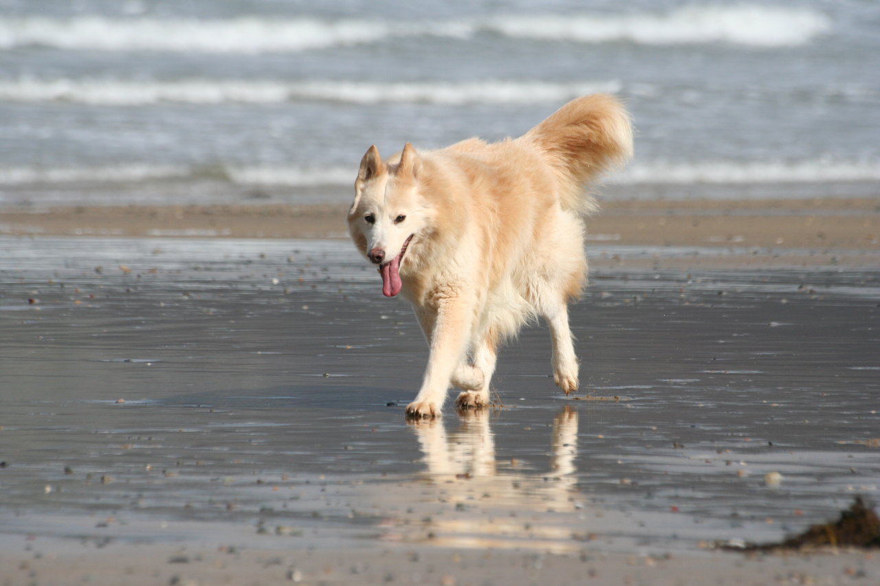 Utonagan Dog On The Beach Photo And Wallpaper Beautiful