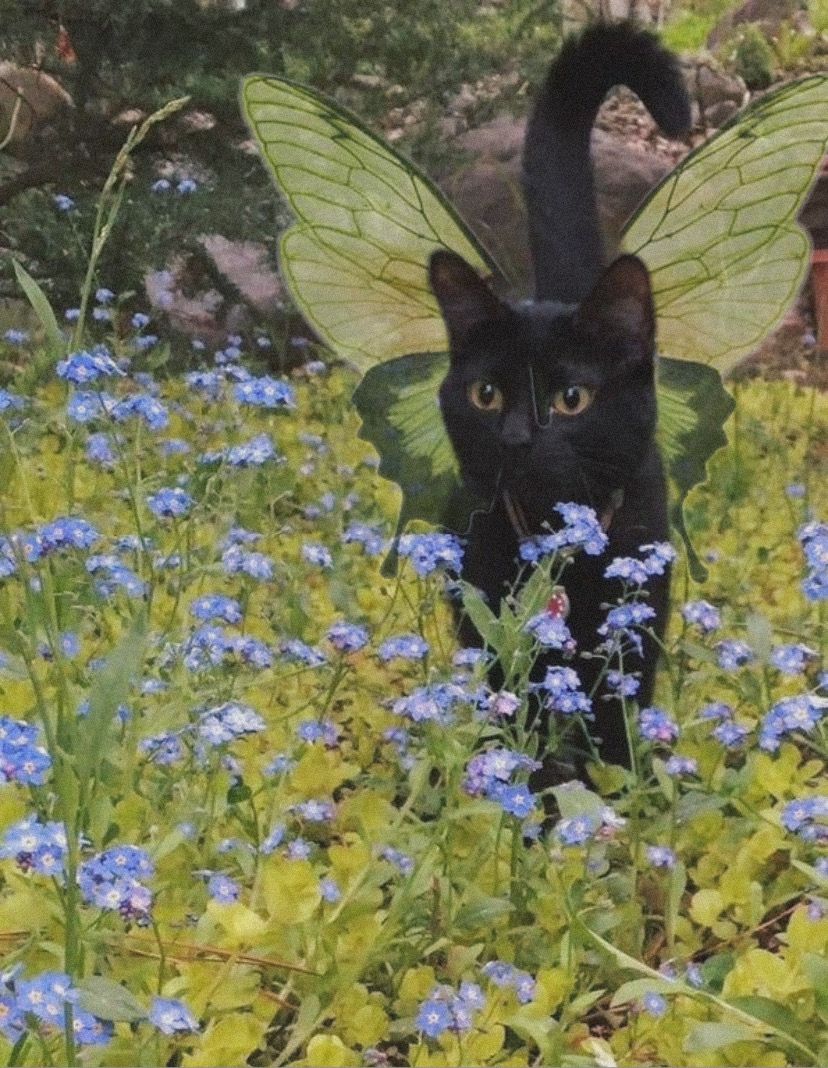 Fairy Cat In Pretty Cats Cute Little Animals Aesthetic