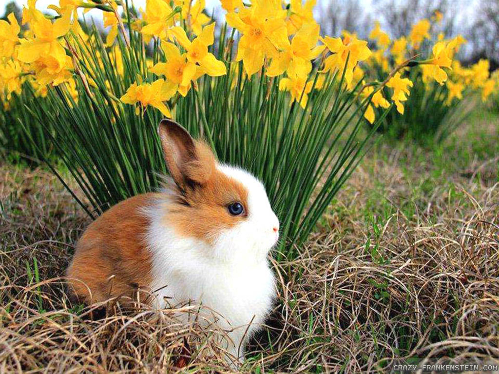 spring animals wallpapers 1024x768 Shakespeares Mom