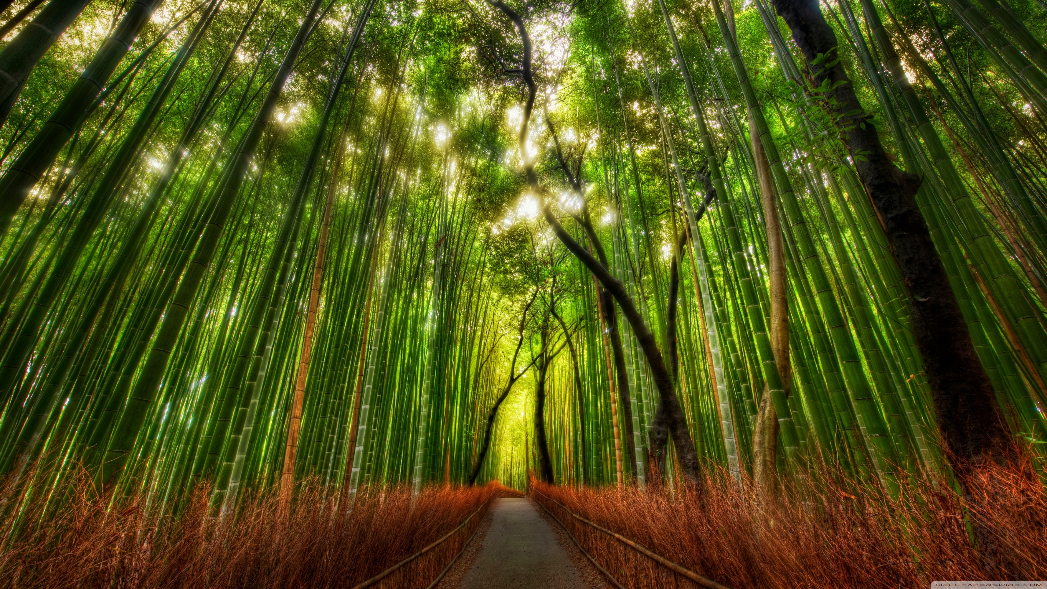 Bamboo HD Wallpaper