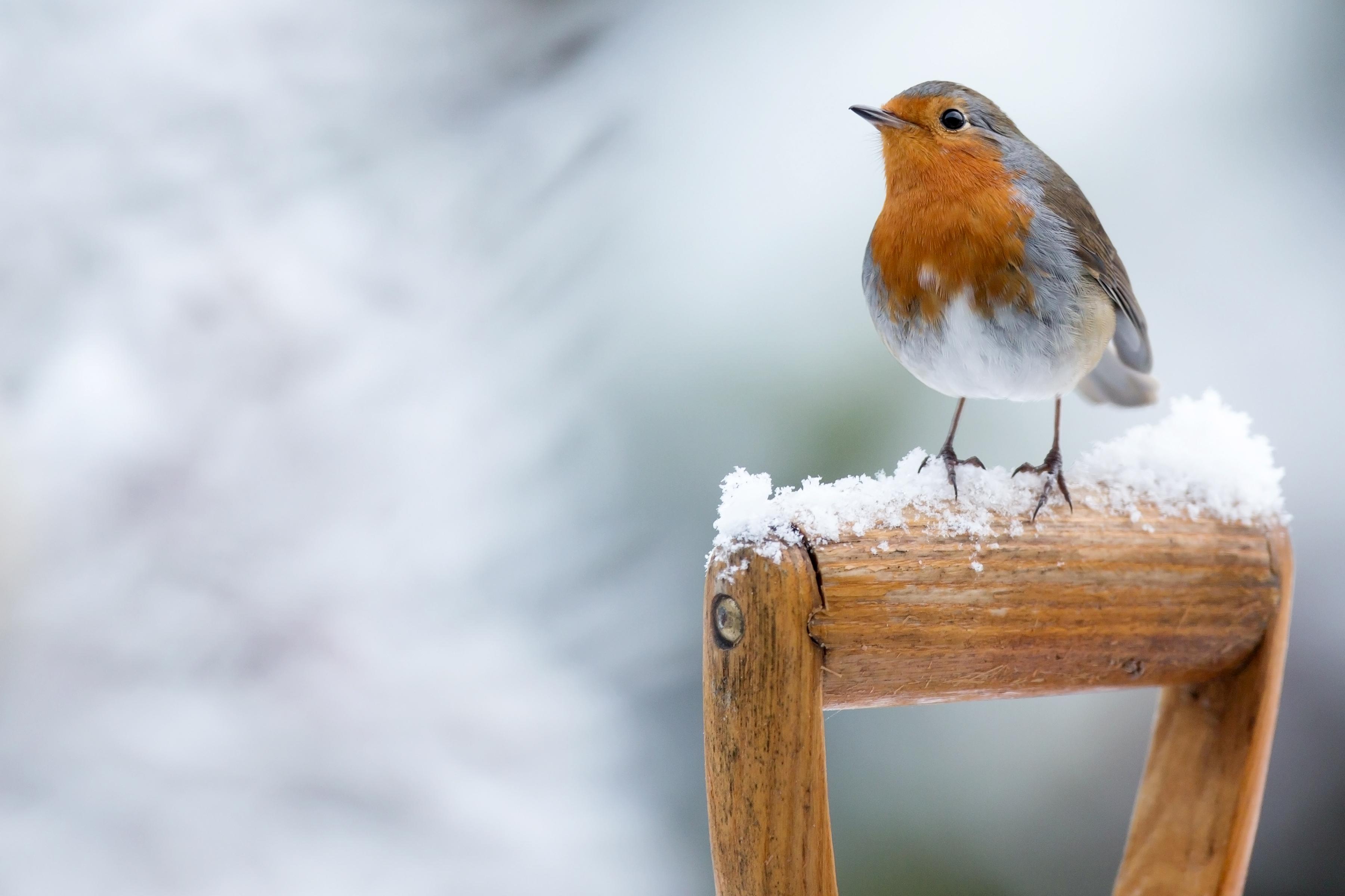 Ways You Can Help Wildlife This Winter Discover