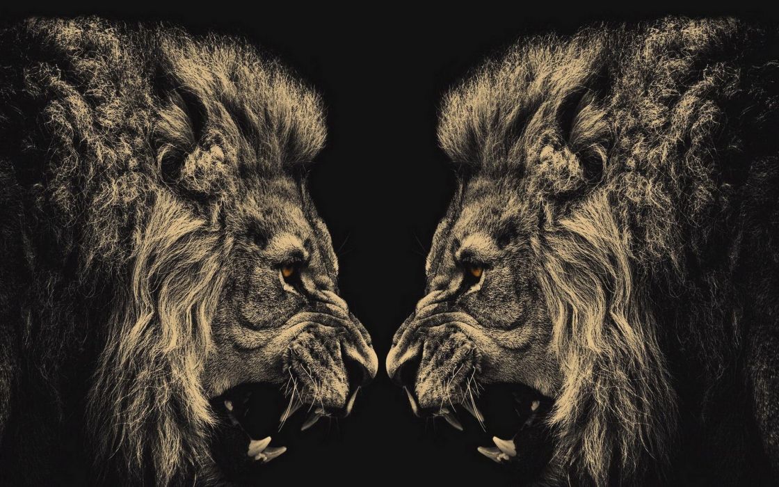Animals Lions Conflict Wallpaper
