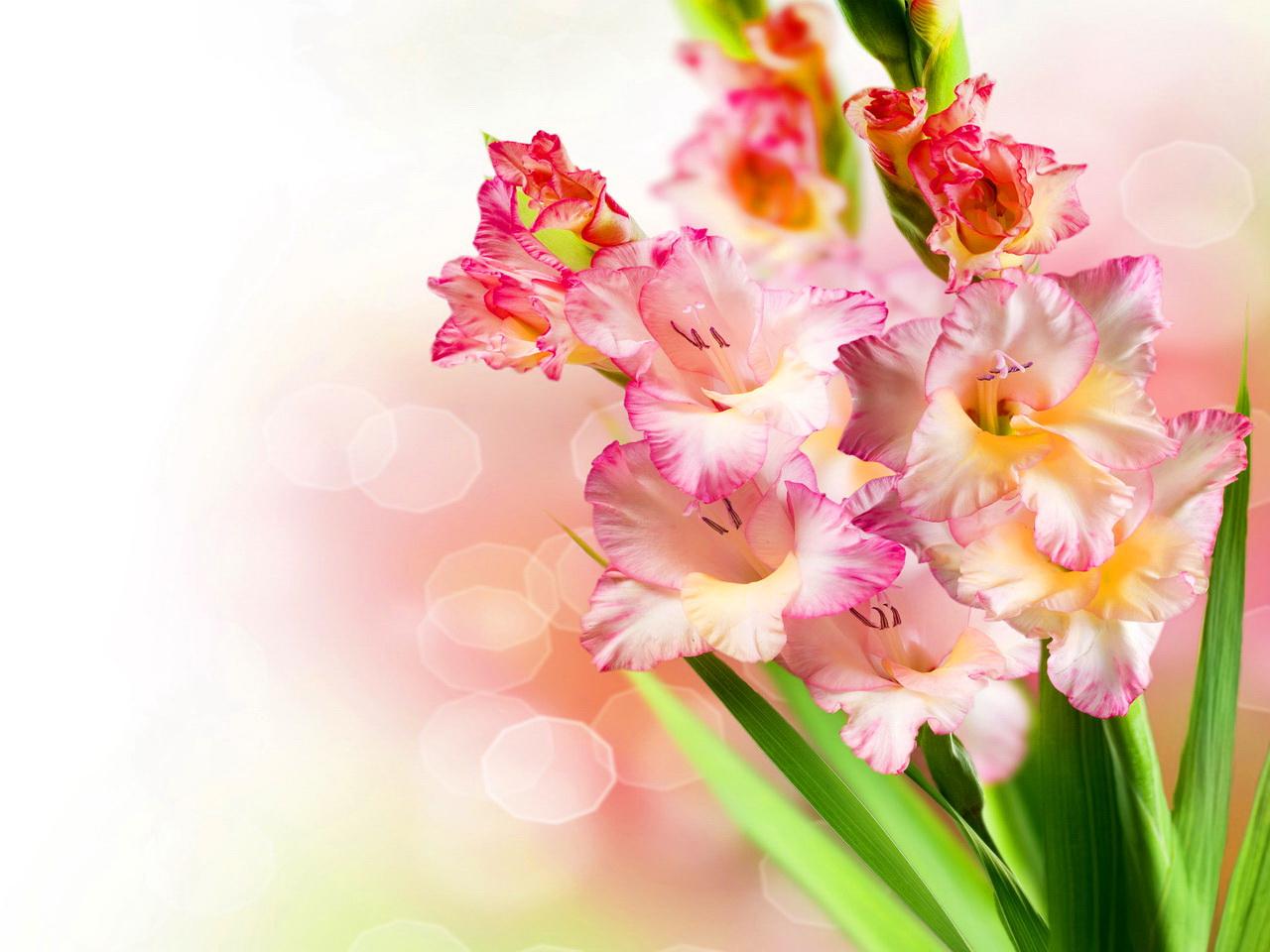 Beautiful Gladiolus Lovely Flower Wallpaper HD