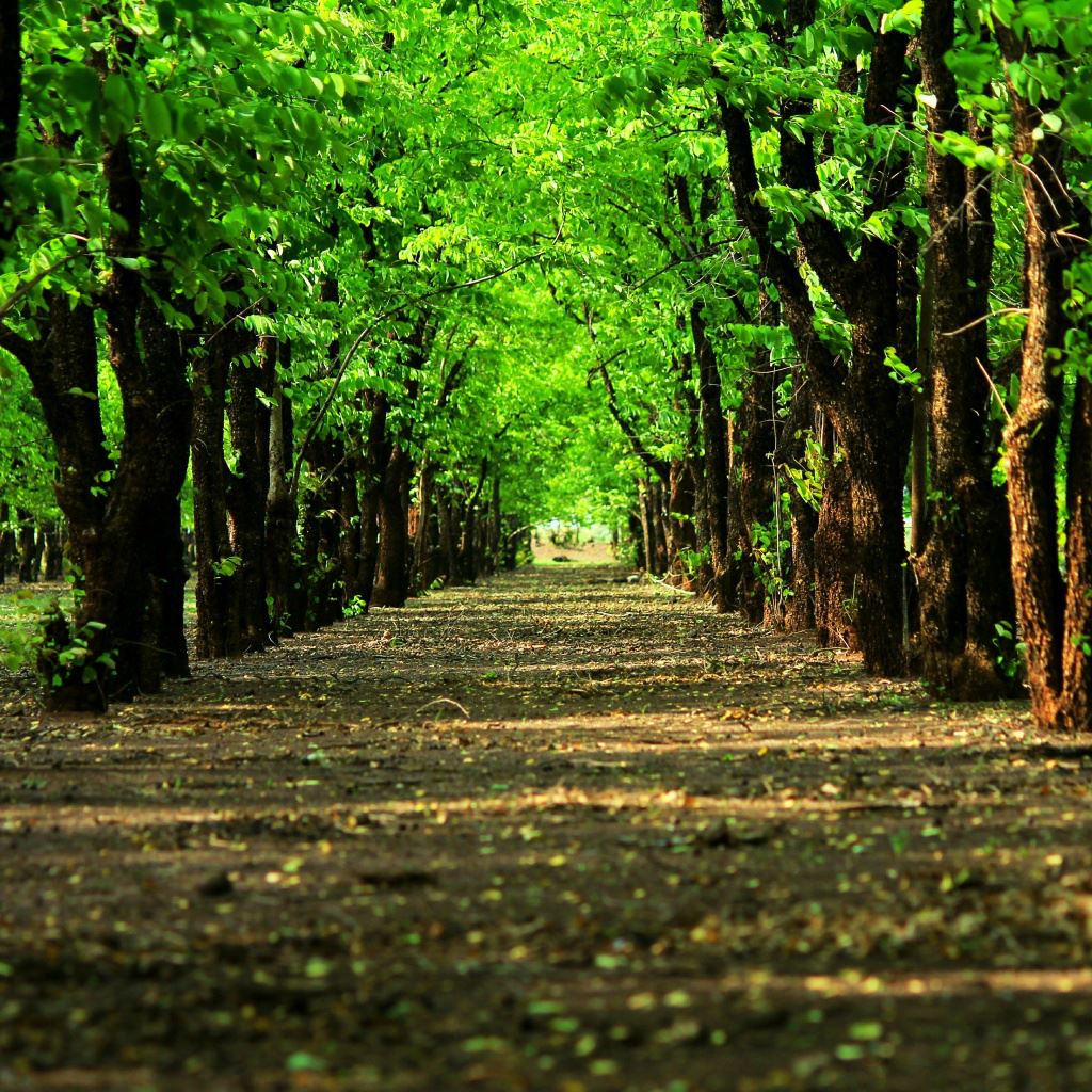 Natural Grove Green Trees Path iPad Wallpaper