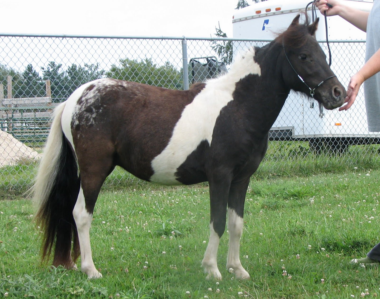 Horse Beautiful Black Appaloosa