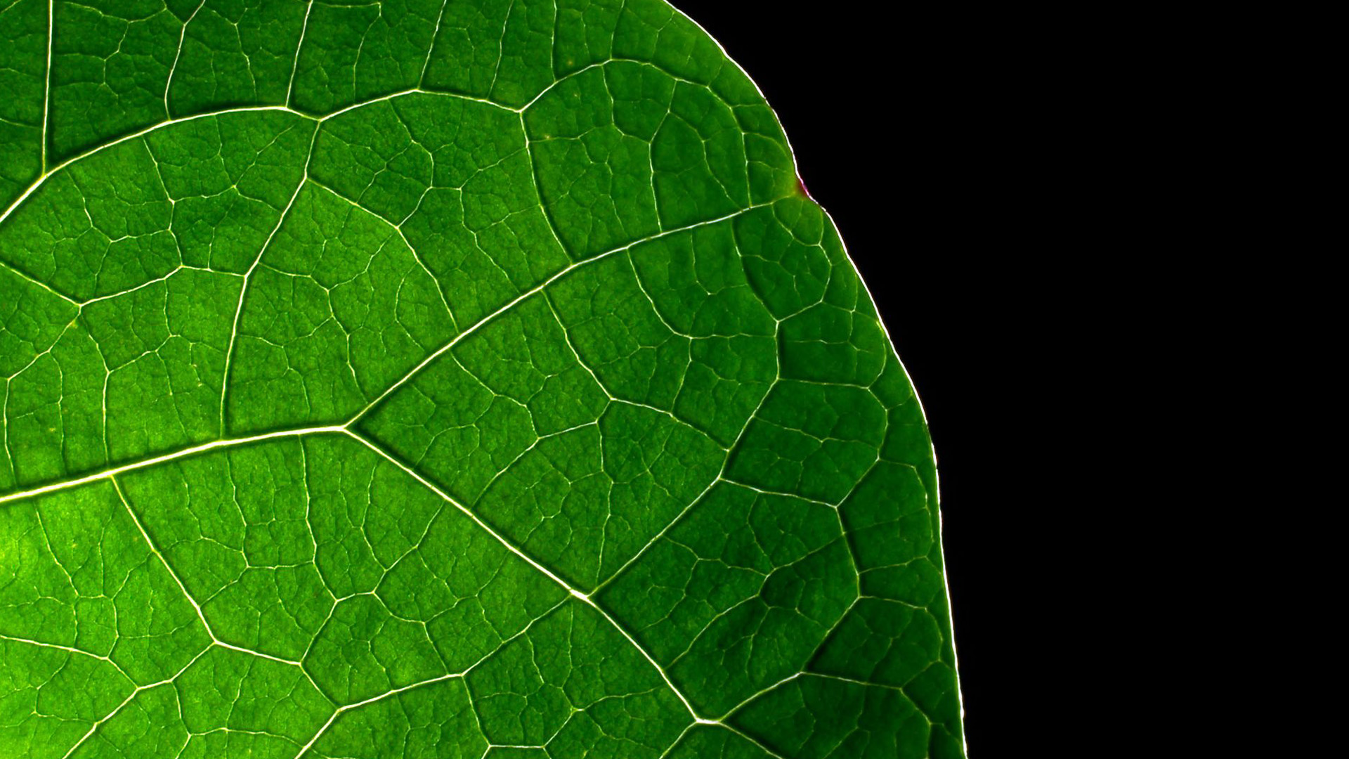 Green Leaves Wallpaper