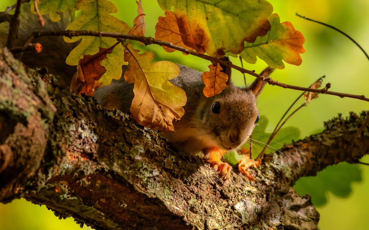 Autumn Season And Small Squirrel HD Wallpaper Animal