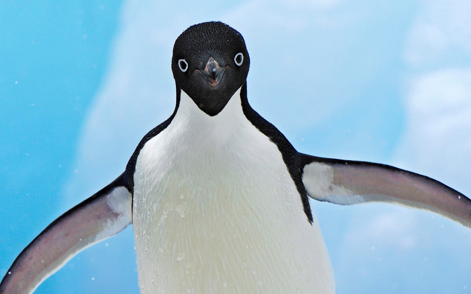 HD Penguins Wallpaper And Photos Animals