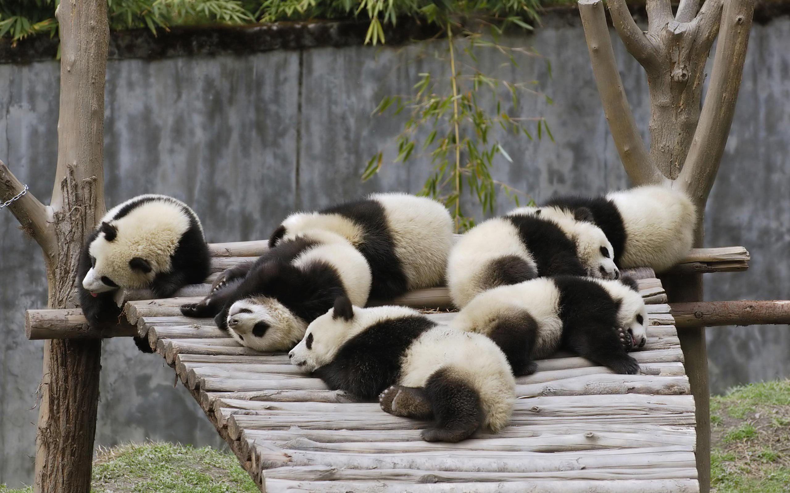 Pandas 2560 x 1600 Animals Photography MIRIADNACOM