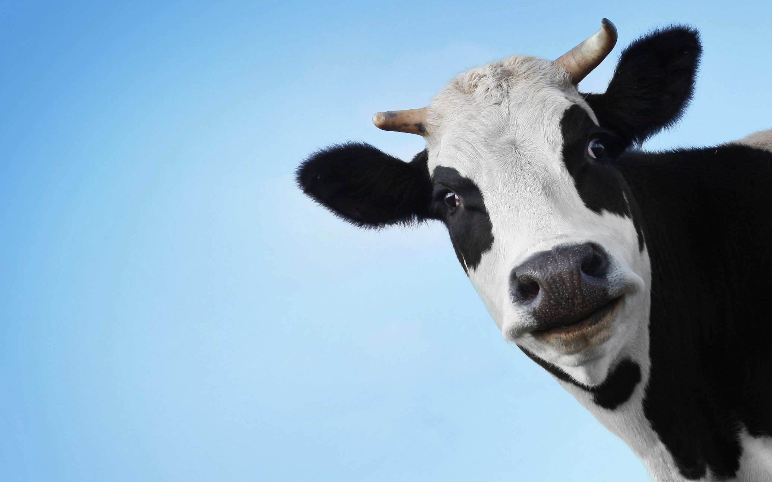 Cow Face Funny Wallpaper For Desktop Of