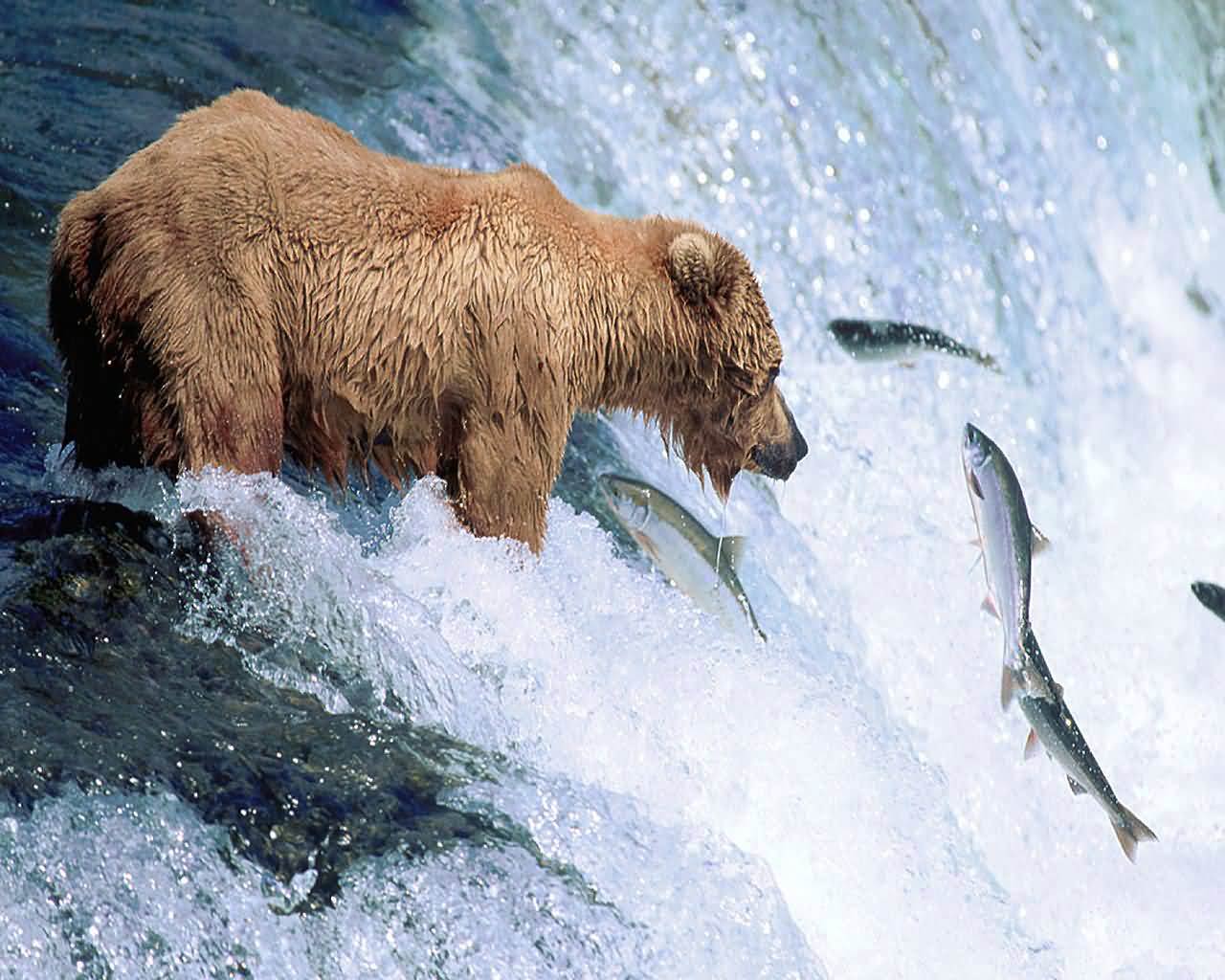 Grizzly Bear Wallpaper And Background Animals Town