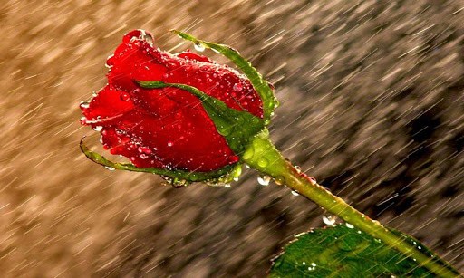 This Application Offer The Best Image Of Rain Drops HD Wallpaper