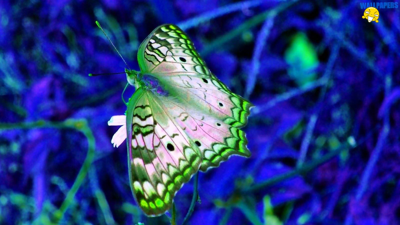 Blue And Green Butterfly Wallpaper Creative