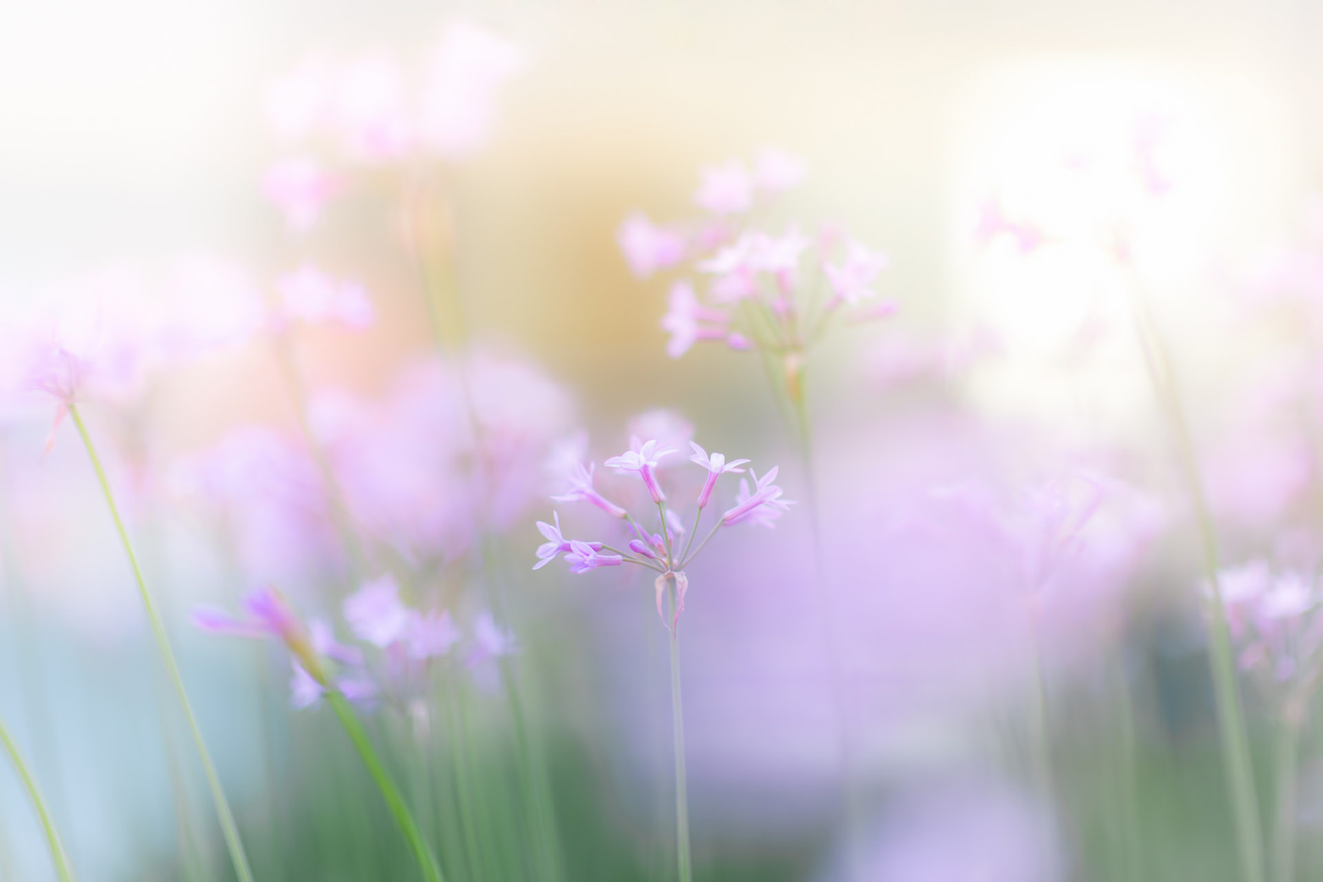 Flowers Pink Soft Spring Wallpaper