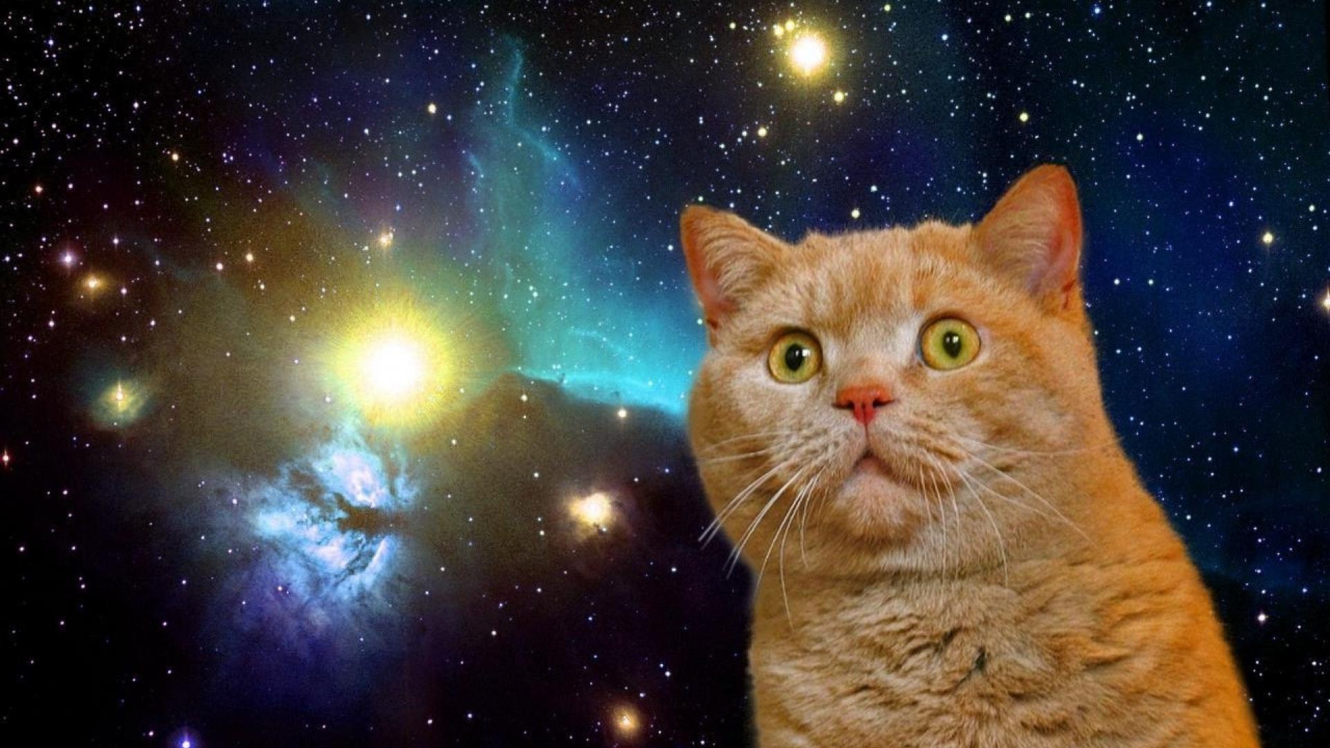 Cat In Space Wallpaper Hq