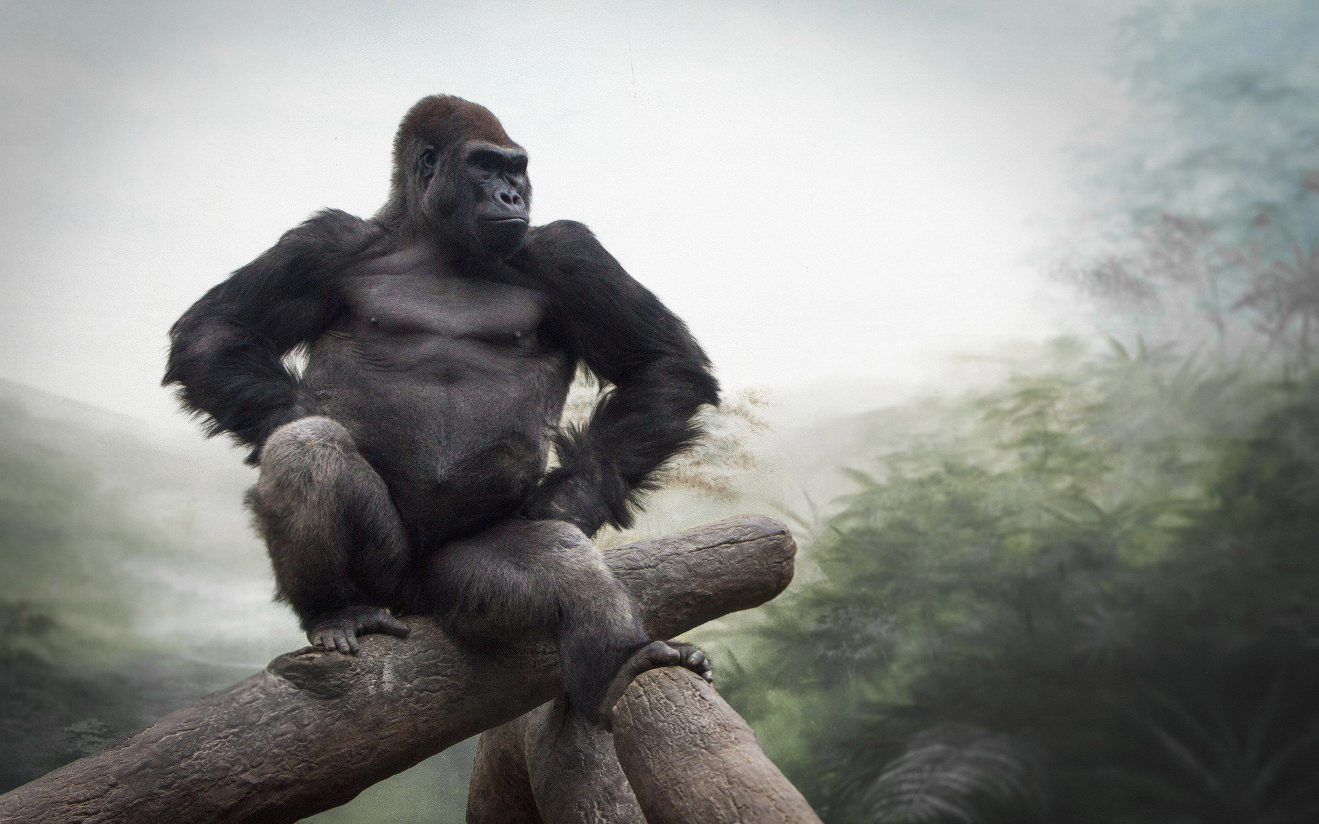 Gorilla Wallpaper Background On