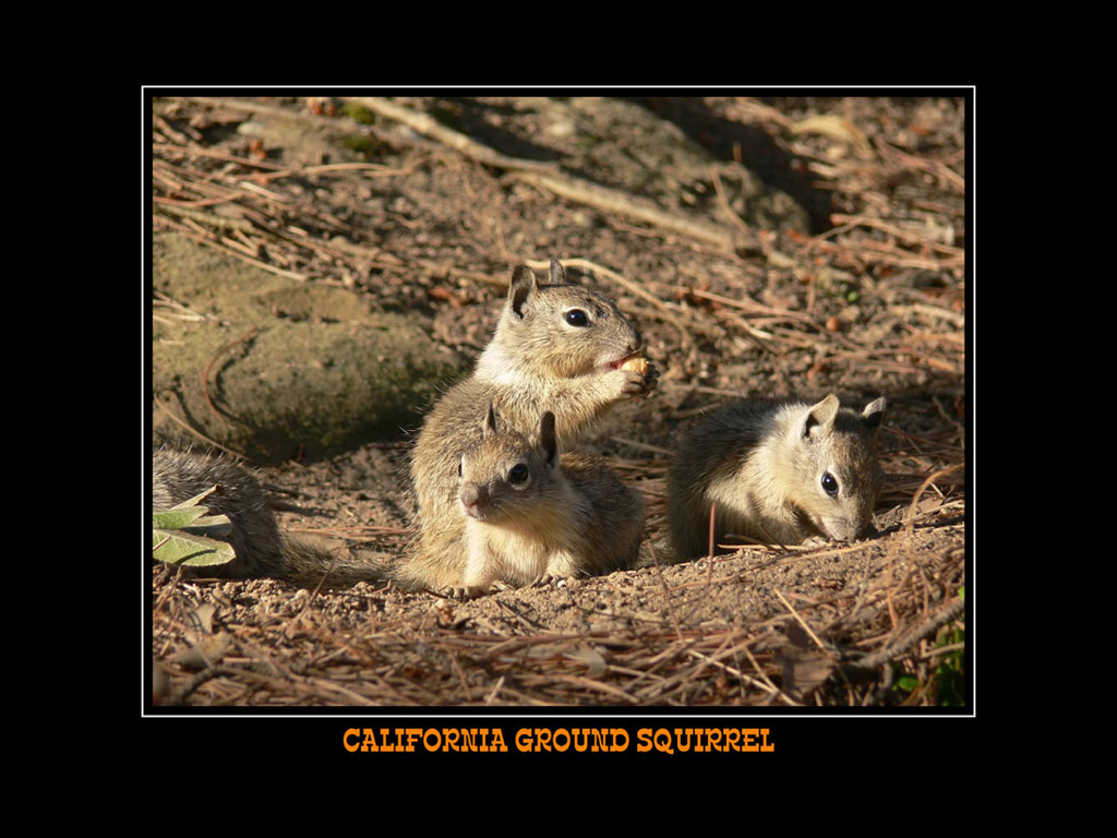 scary squirrel world   FREE SQUIRREL CLIP ART WALLPAPER CALENDAR 1024x768