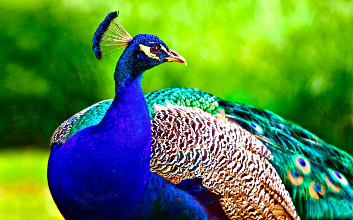 Beautiful Peacock Bird Facts HD Image Wallpaper