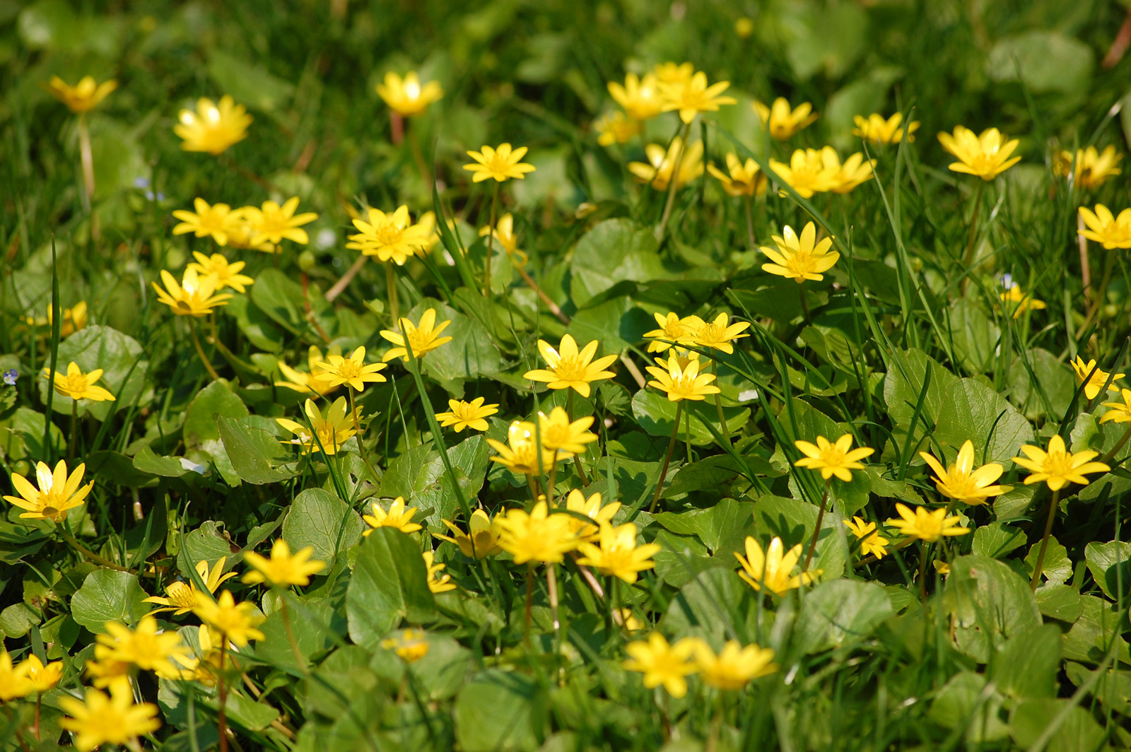 .Coтрова Лесная жёлтые цветы