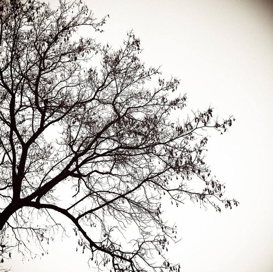 Tree Silhouette by tonydicks on