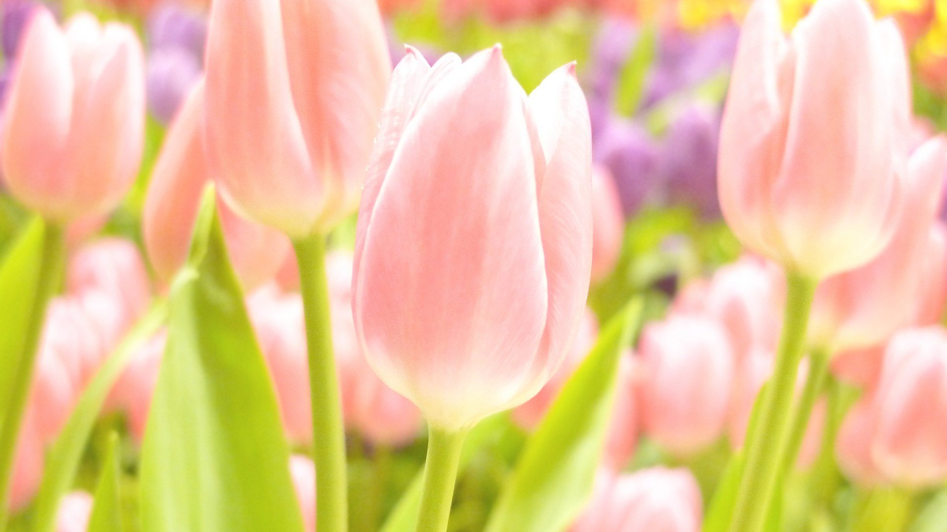 Spring Tulips HD Wallpaper