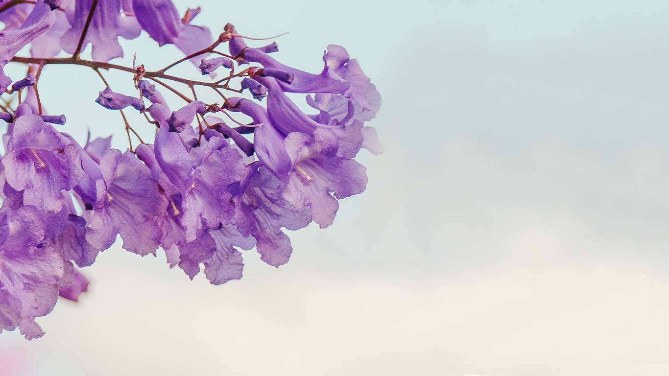 Purple Tree Wallpaper