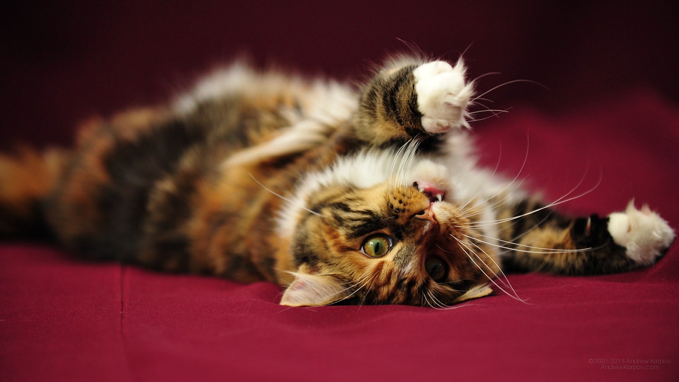 Pictures Lolcat Funny Cat Desktop Wallpaper Picture X