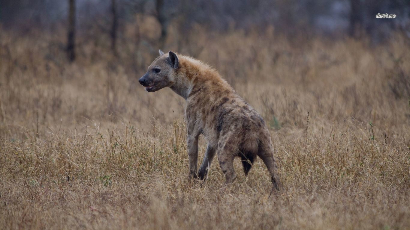 Hyena Wallpaper Animal