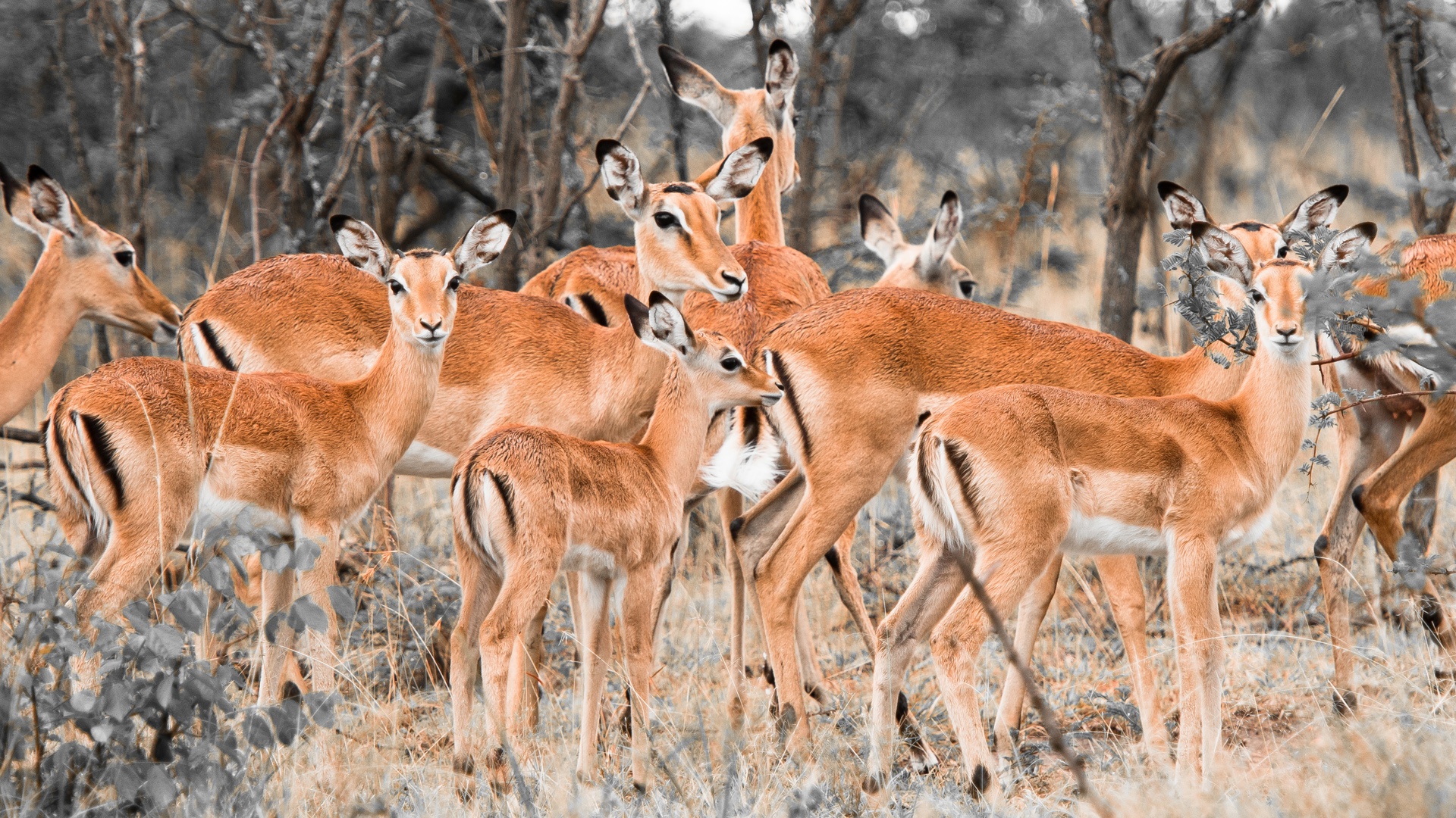 Herd Of Deer Fondo HD