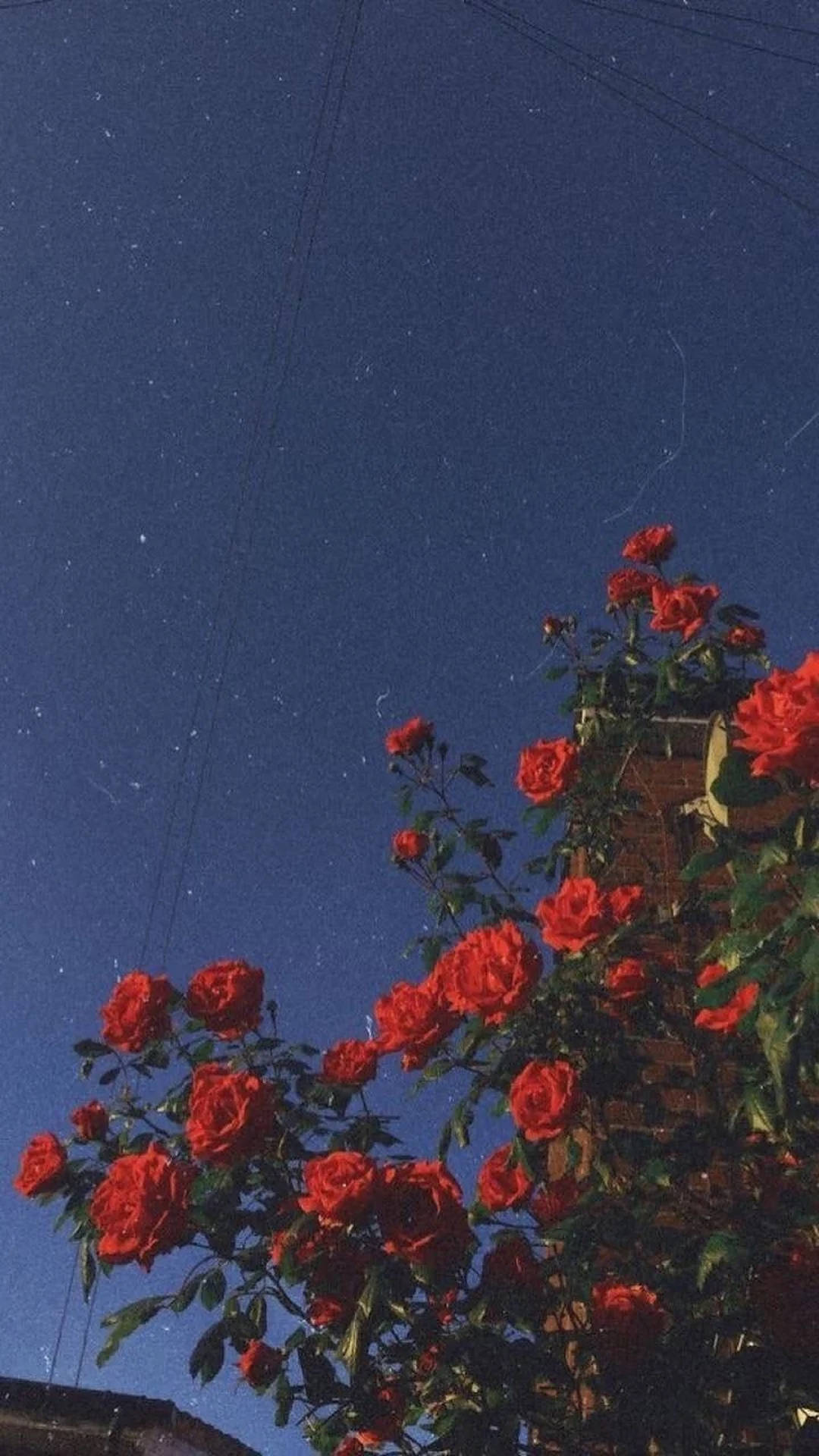 Aesthetic Red Roses iPhone Wallpaper