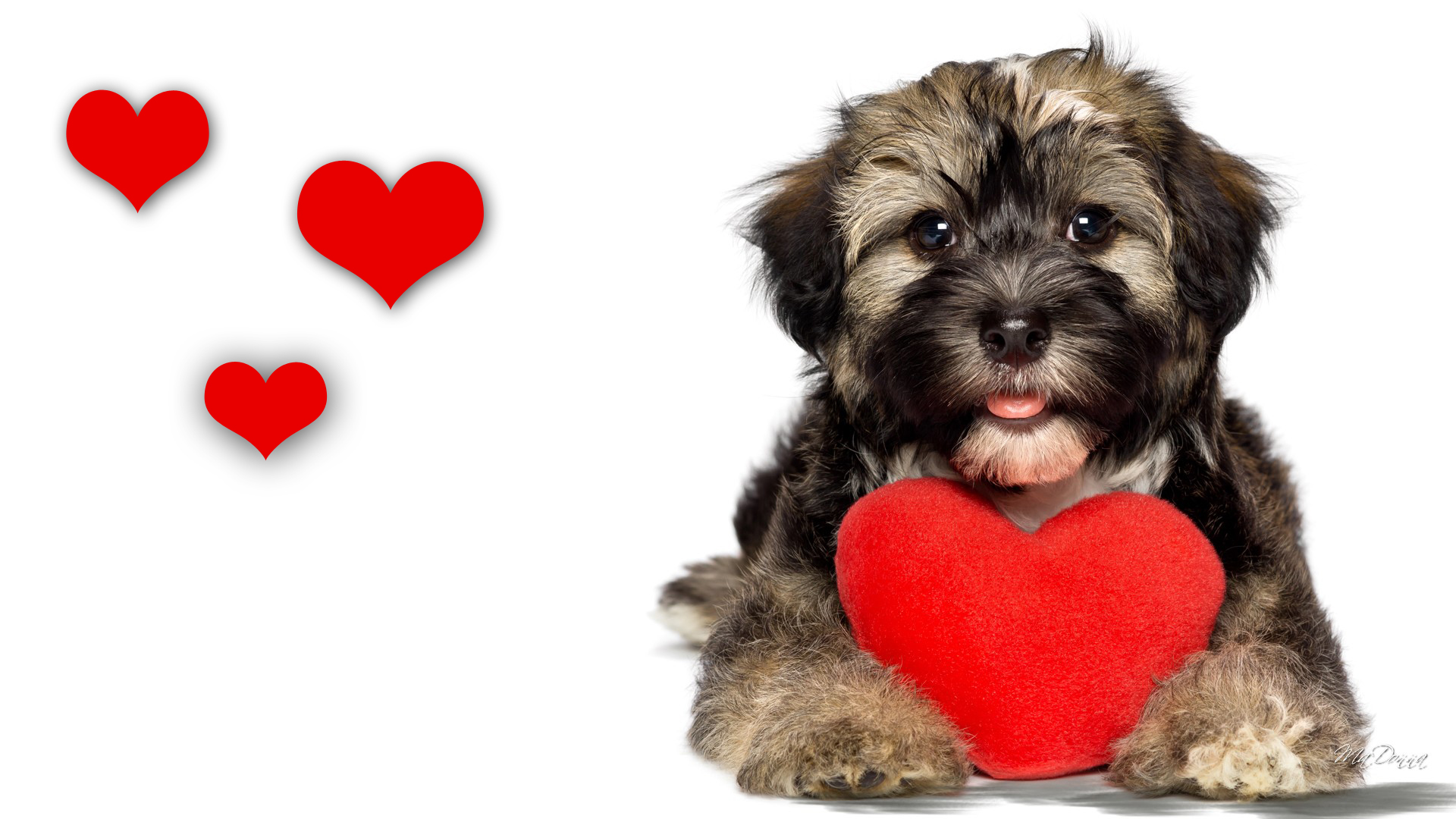 Puppy Valentine Wallpaper The Poo Pros Pet