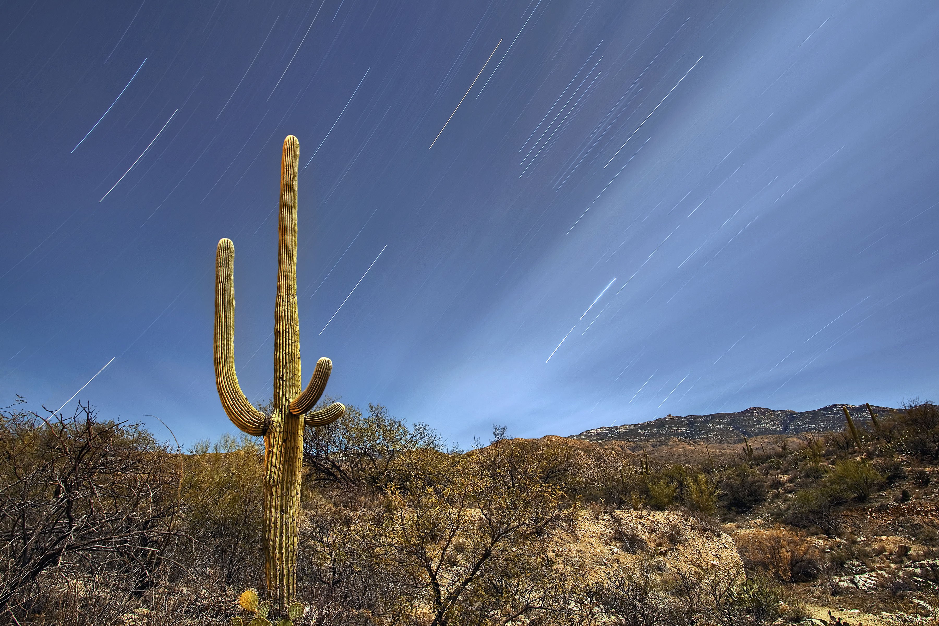 Saguaro National Park Tucson Arizona Wallpaper HD Desktop