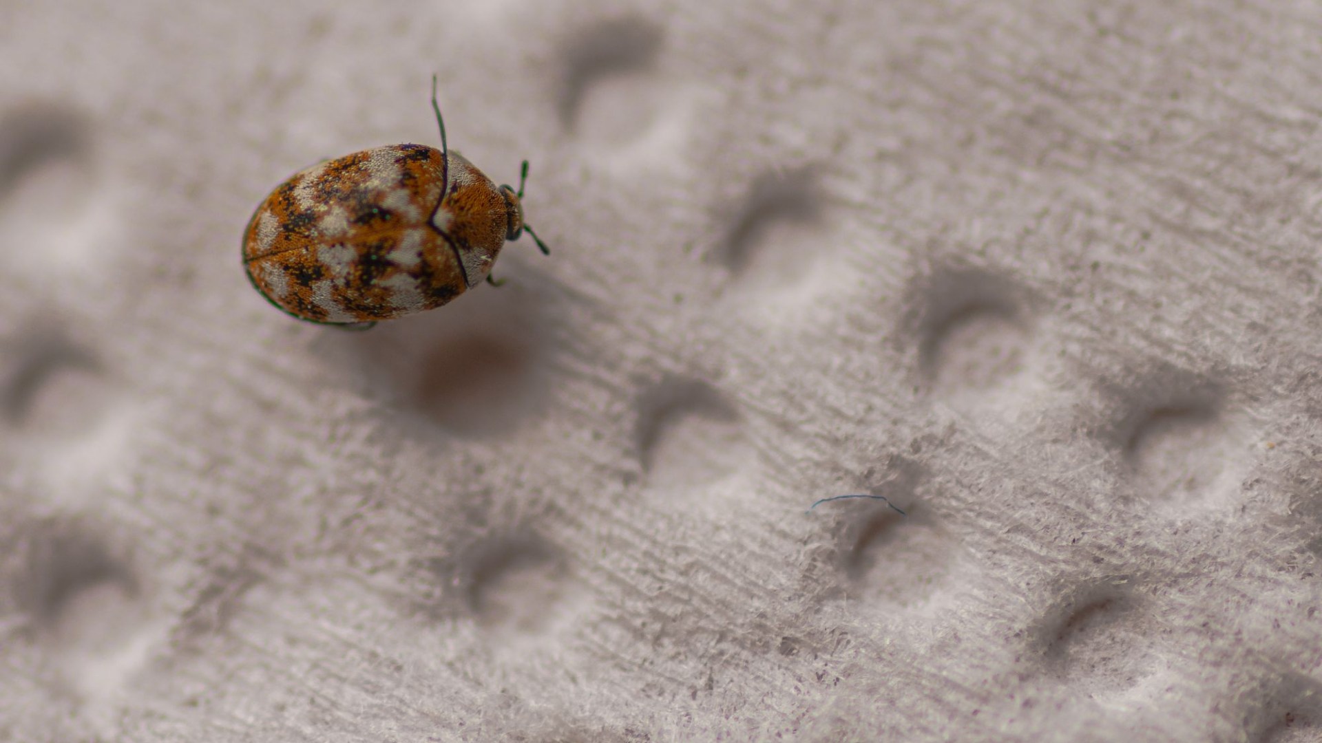 I M A Professional Pest Controller Wallpaper