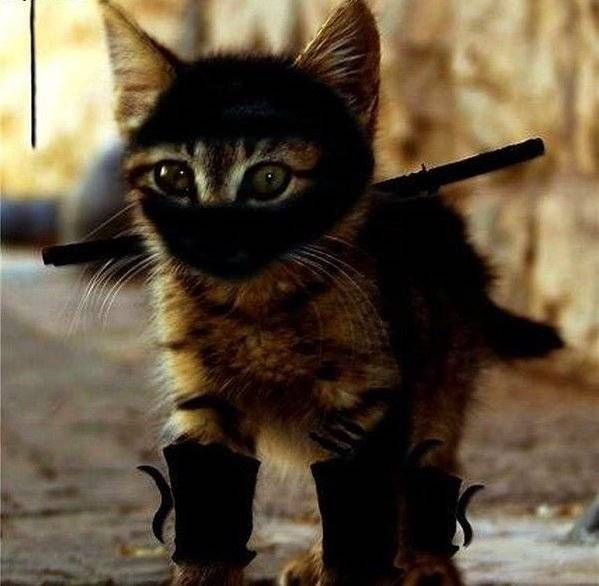 Ninja Cat Cats Picture