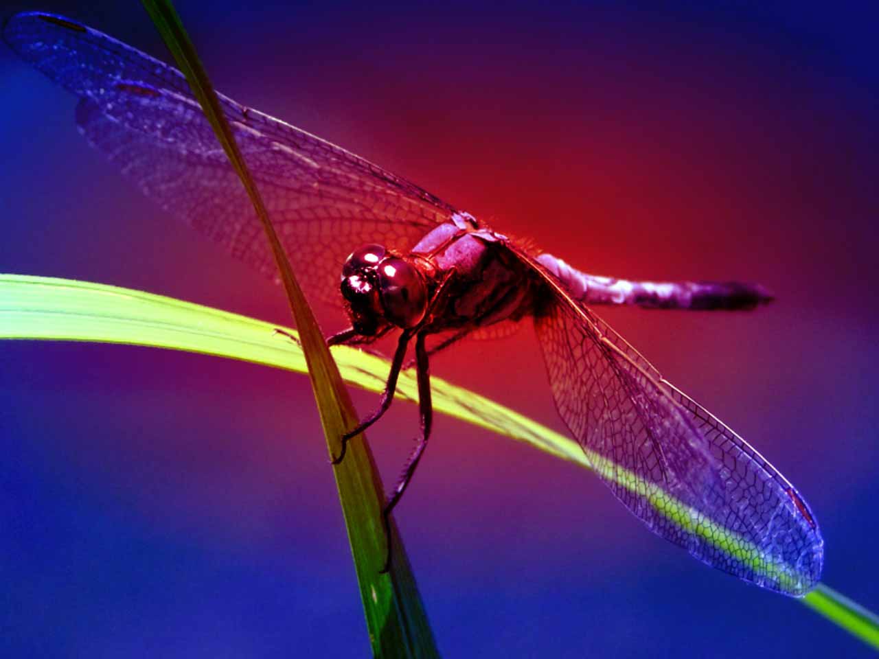 HD Wallpaper Dragonfly