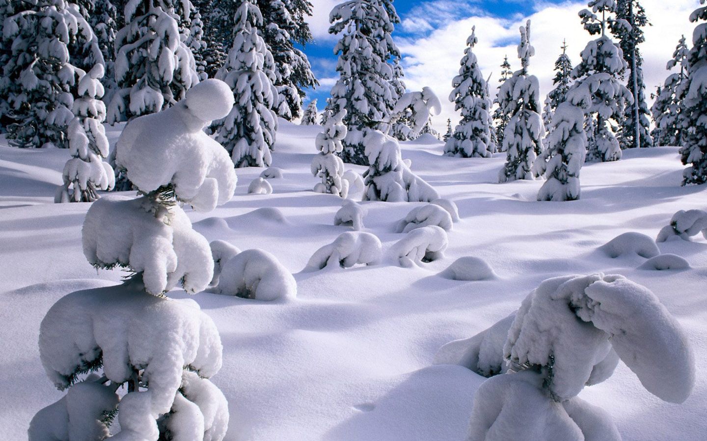Winter wonderland Dreamy Snow Scene wallpaper 1440x900 NO7