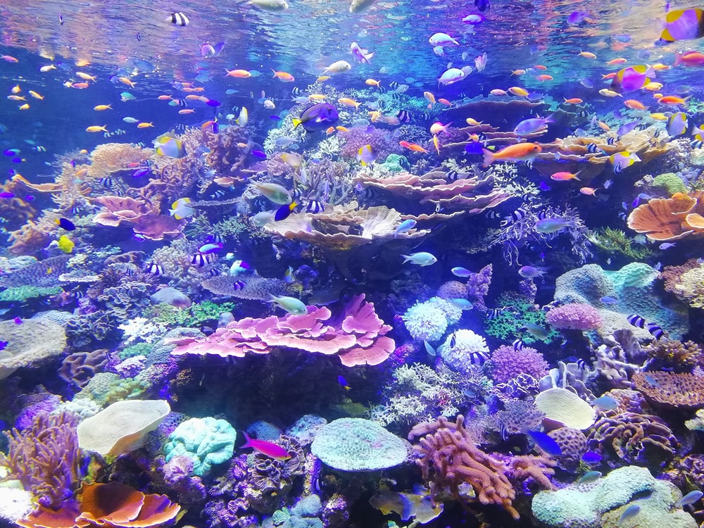 Aquarium Background Image HD Background