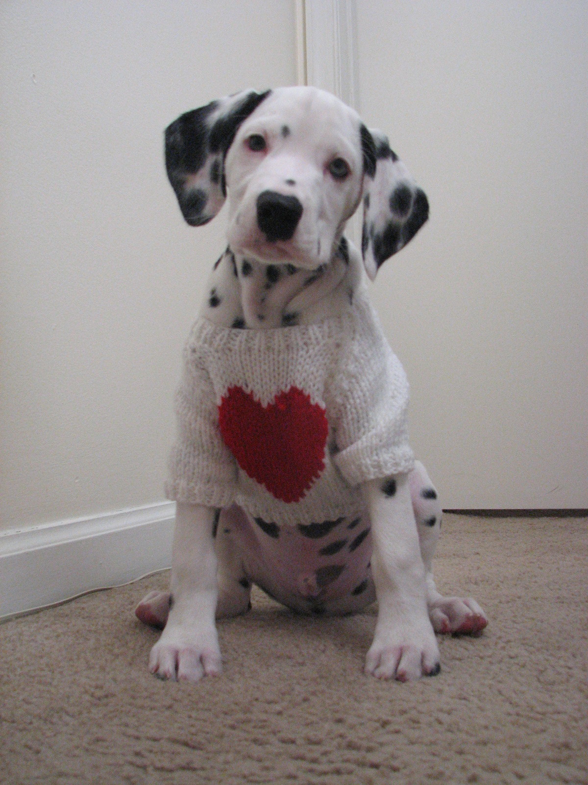 Saved By Dogs Valentine S Day And The One You Love