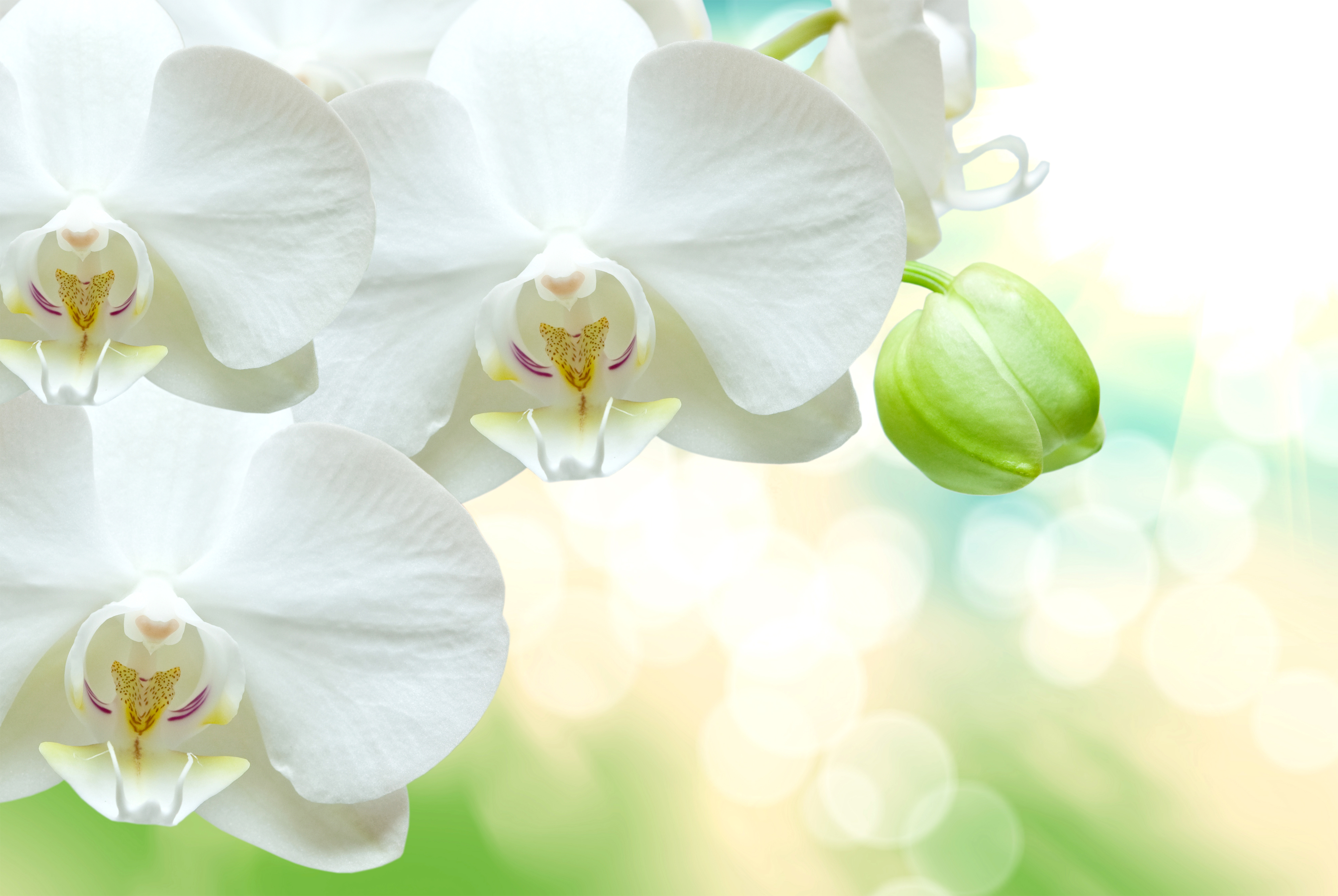 Beautiful White Orchid Background Gallery Yopriceville High